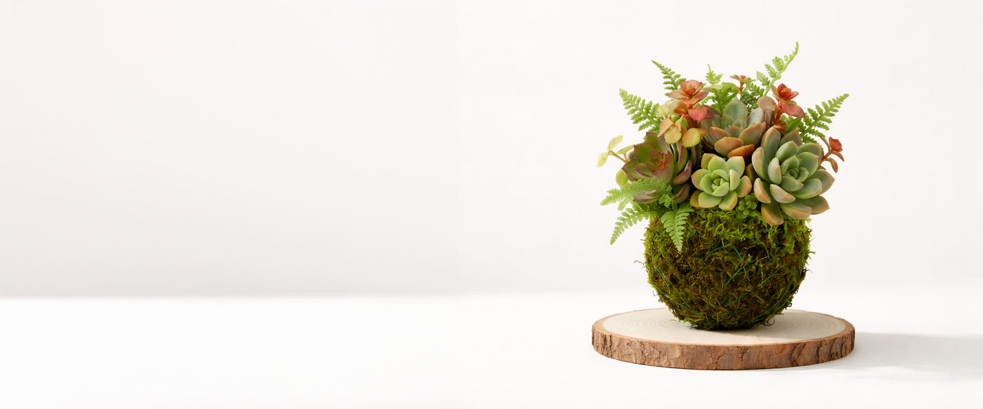 kokedama fondo blanco